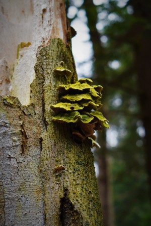 Moss tree